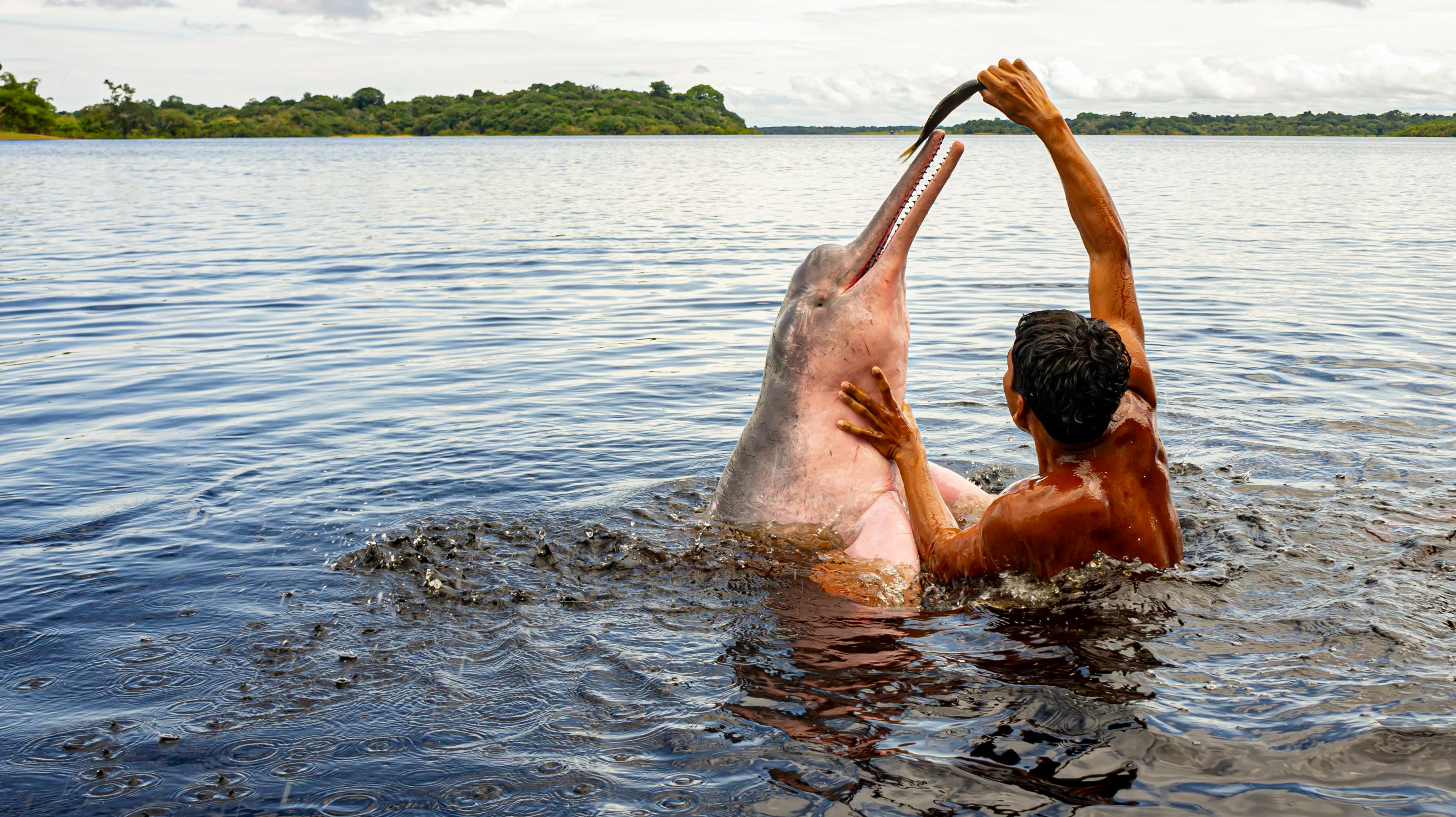 Boto-cor-de-rosa ao lado de um ribeirinho no rio
